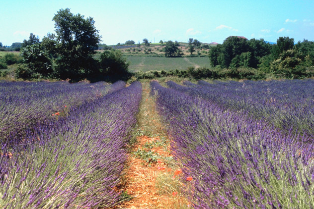 Lavendelfelder in 
Südfrankreich